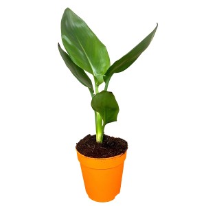 Mała, zielona roślina doniczkowa w pomarańczowej doniczce. Dekoracyjna, duża roślina.