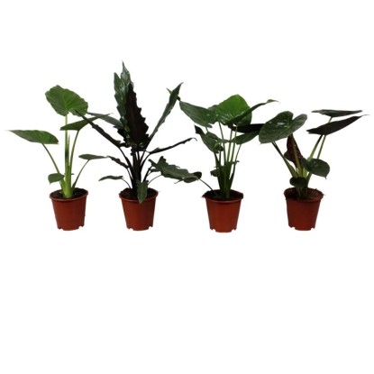 Alokazja (Alocasia) - wys. 70 - 80 cm