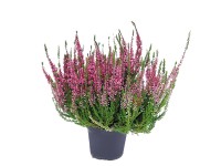 Wrzos Garden Girl (Calluna vulgaris) - don. 13 cm
