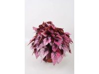 Begonia (Begonia) mix - don. 17 cm