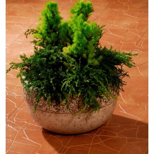 Zielony iglak t.b.t. w doniczce ze wzorem do wnętrz.