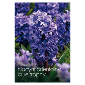 Niebieskie hiacynty 'Blue Trophy' jako cebulki kwiatowe do ogrodu.
