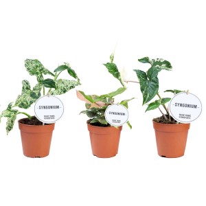 Trzy doniczkowe rośliny Syngonium o różnych wzorach liści.