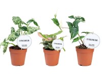 Syngonium (Syngonium Special) - wys. 20 - 25 cm