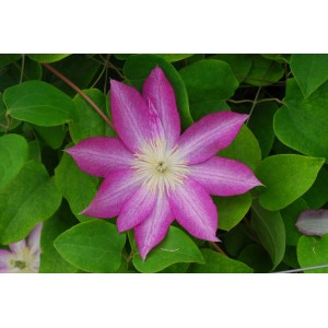 Zbliżenie różowego kwiatu powojnika (Clematis) z żółtym środkiem i zielonymi liśćmi.