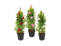 Dipladenia piramida (Mandevilla spp.) mix