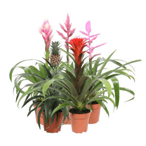 Kwitnące rośliny doniczkowe, różne bromelie w doniczkach.