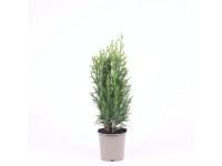 Iglaki mix don. 11 cm