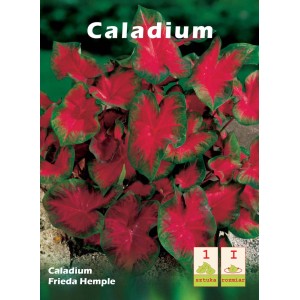 Caladium 'Frieda Hempel' z czerwonymi liśćmi i zielonymi brzegami, ozdobna cebulka kwiatowa.