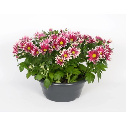 Chryzantema (Chrysanthemum sp.) w misie - don. 23 cm