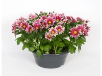 Chryzantema (Chrysanthemum sp.) w misie - don. 23 cm