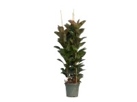 Fikus (Ficus elastica Robusta) - wys. 200 cm, don. 40 cm