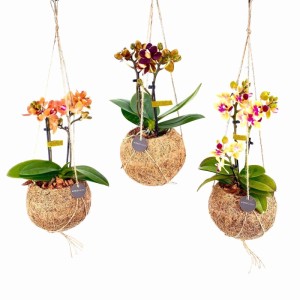 Storczyk (Kokodama Orchids) don. 12 cm