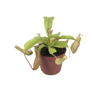 Dzbanecznik (t.b.t.) w doniczce, egzotyczny bromeliad do Twojego domu.