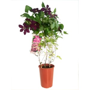 Ciemnoczerwony powojnik (t.b.t.) w doniczce z zielonymi liśćmi.