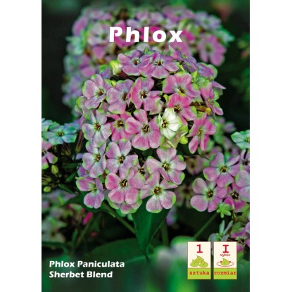 Phlox Sherbet Blend 1 szt.