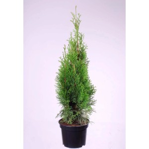 Tuja szmaragdowa w doniczce, zielona roślina na żywopłot do ogrodu i na balkon.