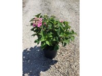 Hortensja ogrodowa (Endless Summer) - don. 10 l