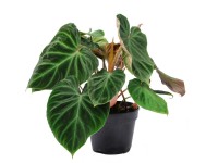 Filodendron (Philodendron Verrucosum Incensi) - wys. 25-35 cm