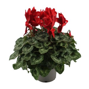 Czerwony fiołek alpejski w doniczce z wzorzystymi liśćmi.