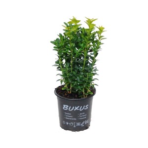 Zielony bukszpan (t.b.t.) w doniczce do ogrodu i na taras.