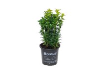 Bukszpan (Buxus) don. 9cm
