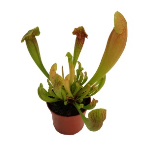 Dzbanecznik (t.b.t.) w doniczce. Egzotyczna roślina owadożerna do domu.