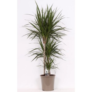 Dracena (Dracena) w doniczce, roślina doniczkowa o smukłych, zielonych liściach.