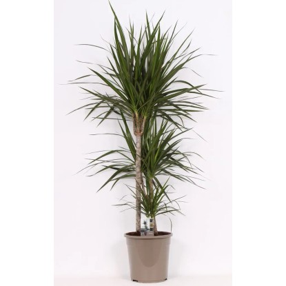 Dracena (Dracaena Marginata) 3 pędy - wys. około 120 cm, don. 24 cm