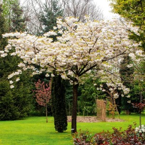 Wiśnia Japońska na pniu (Prunus serrulata) wys. 120 cm - don. 21 cm