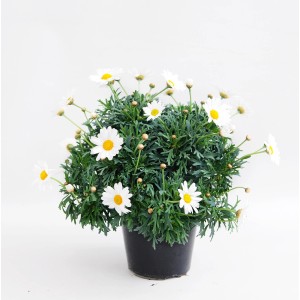 Kwitnąca margerytka 't.b.t.' w doniczce, białe kwiaty z żółtym środkiem.