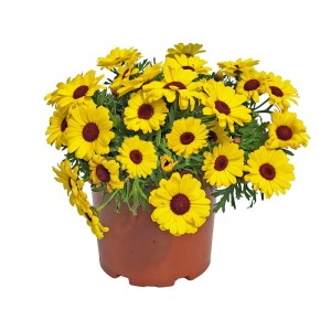 Złocień - margerytka (Argyranthemum Grandaisy) - don. 19 cm