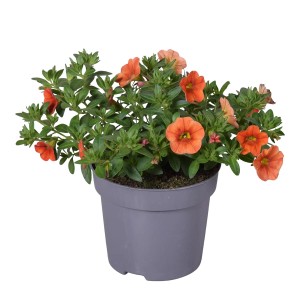 Calibrachoa w doniczce, pomarańczowe kwiaty. Dzwonki dla balkonu i ogrodu.