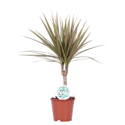Dracena (Dracaena Marginata) Bicolor - don. 14 cm