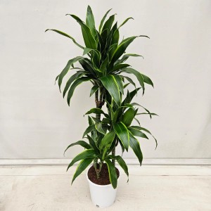 Zielona dracena (smocze drzewo) w białej doniczce.