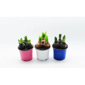 Trzy kolorowe doniczki z cebulkami kwiatowymi, początek wzrostu, kategoria: Cebulki kwiatowe.