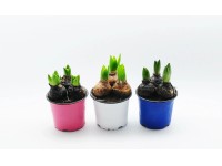 Hiacynt w doniczce 3 cebule - don. 10,5 cm