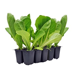 Młode sadzonki sałaty w doniczce rozsadowej, warzywa do ogrodu lub na balkon.