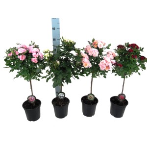 Różnokolorowe róże t.b.t. w doniczkach.