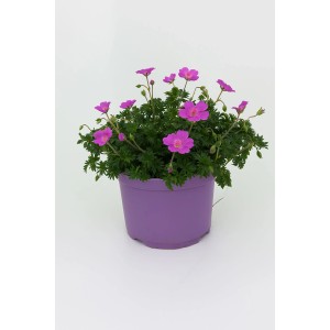 Bodziszek czerwony (Geranium sanguineum 'Frivolous') don. 17 cm