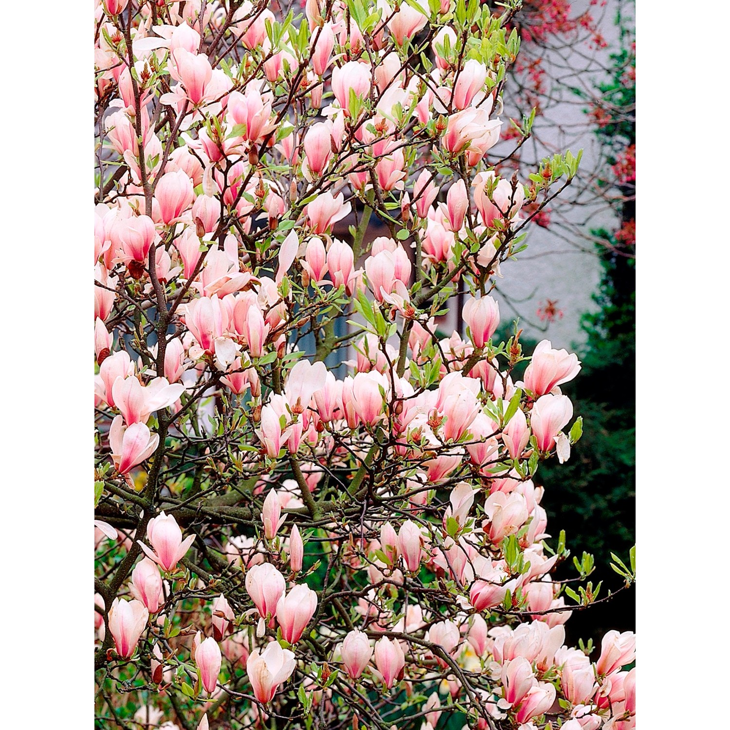 Magnolia Stellata (Soulangeana Magnolia sp.) - don. 26 cm