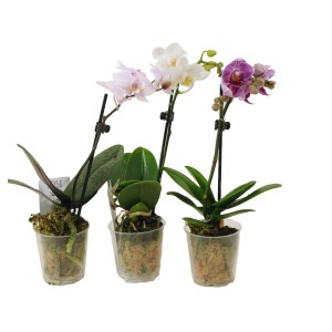 Trzy mini storczyki w doniczkach z białymi, różowymi i fioletowymi kwiatami. Rośliny doniczkowe.