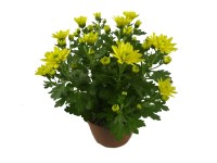 Chryzantema (Chrysanthemum sp.) dekoracyjna - don. 13 cm