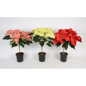 Trzy różnokolorowe gwiazdy betlejemskie (czerwona, różowa, żółta) w doniczkach.