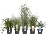 Trawy mix wys. 60 cm