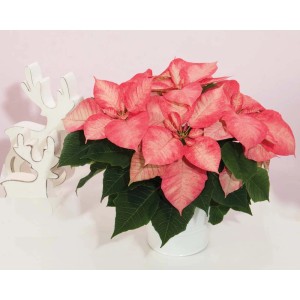 Różowa gwiazda betlejemska w białej doniczce, świąteczna dekoracja.