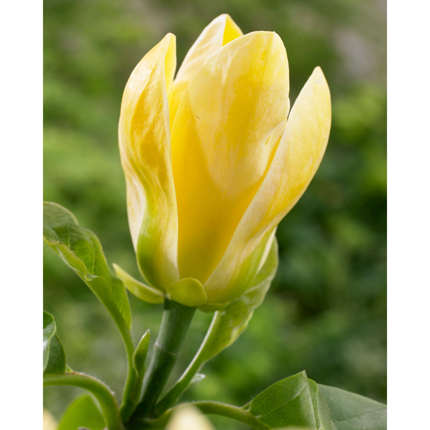 Magnolia Magnolia 