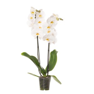 Biała orchidea w doniczce, elegancka roślina doniczkowa do Twojego domu.