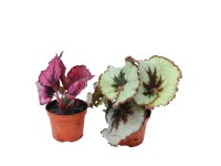 Begonia (Begonia) królewska Rex mix - don. 6 cm