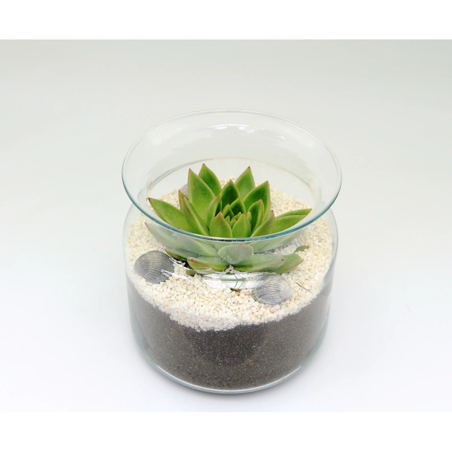 grünlilie terrarium Terrarium-Greifer mit Kralle – 72 cm main image 0